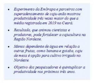 Cajuero anão -texto