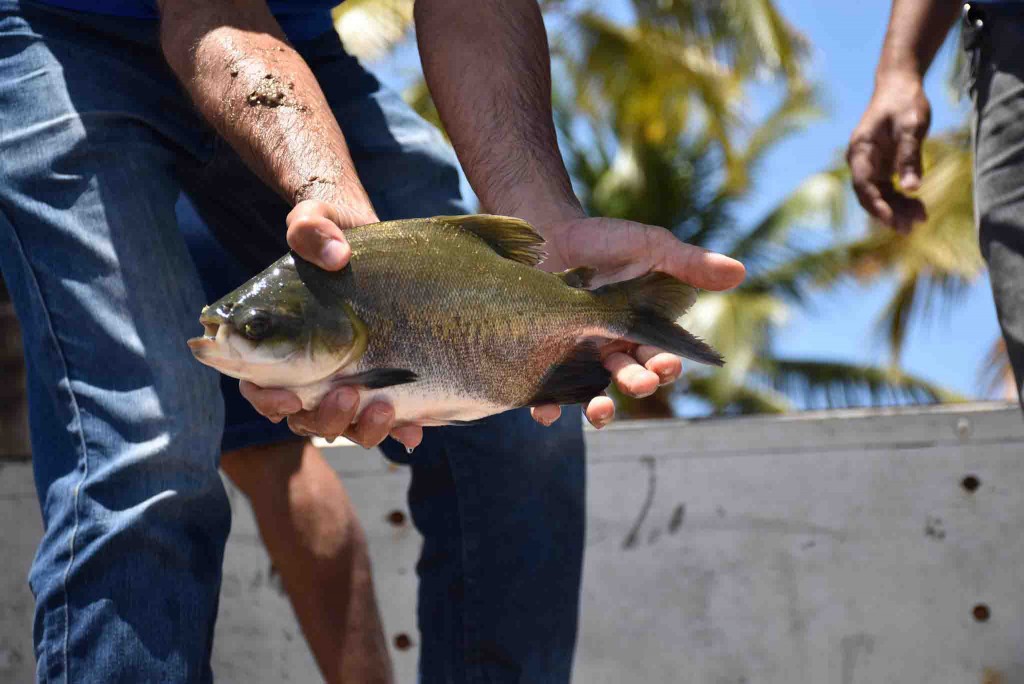 peixe Tambaqui