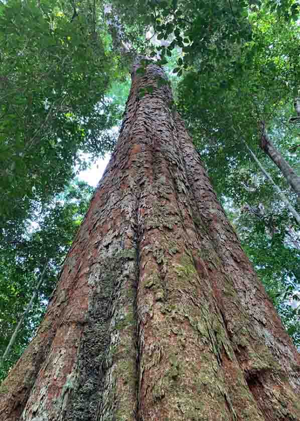 Resultados positivos com espécies amazônicas de interesse comercial em diferentes regiões do bioma corroboram a pesquisa. Foto: Arquivo Embrapa / divulgação