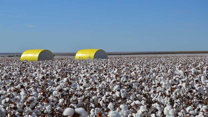 Em 2019, 36% do algodão licenciado pela BCI - Better Cotton Initiative - era do Brasil, o que faz de nós o campeão mundial de fibra licenciada por esta importante organização suíça. Foto: reprodução Abrapa