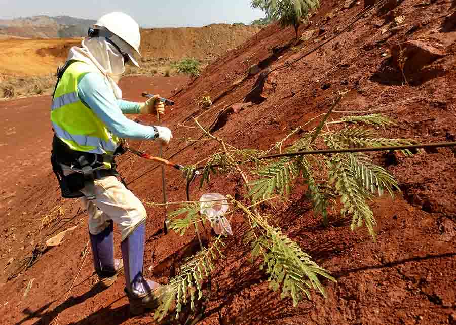 As espécies identificadas têm potencial para uso na fitorremediação de níquel em solos contaminados com esse metal, em regiões industriais ou agrícolas. Foto: Leide Andrade / divulgação