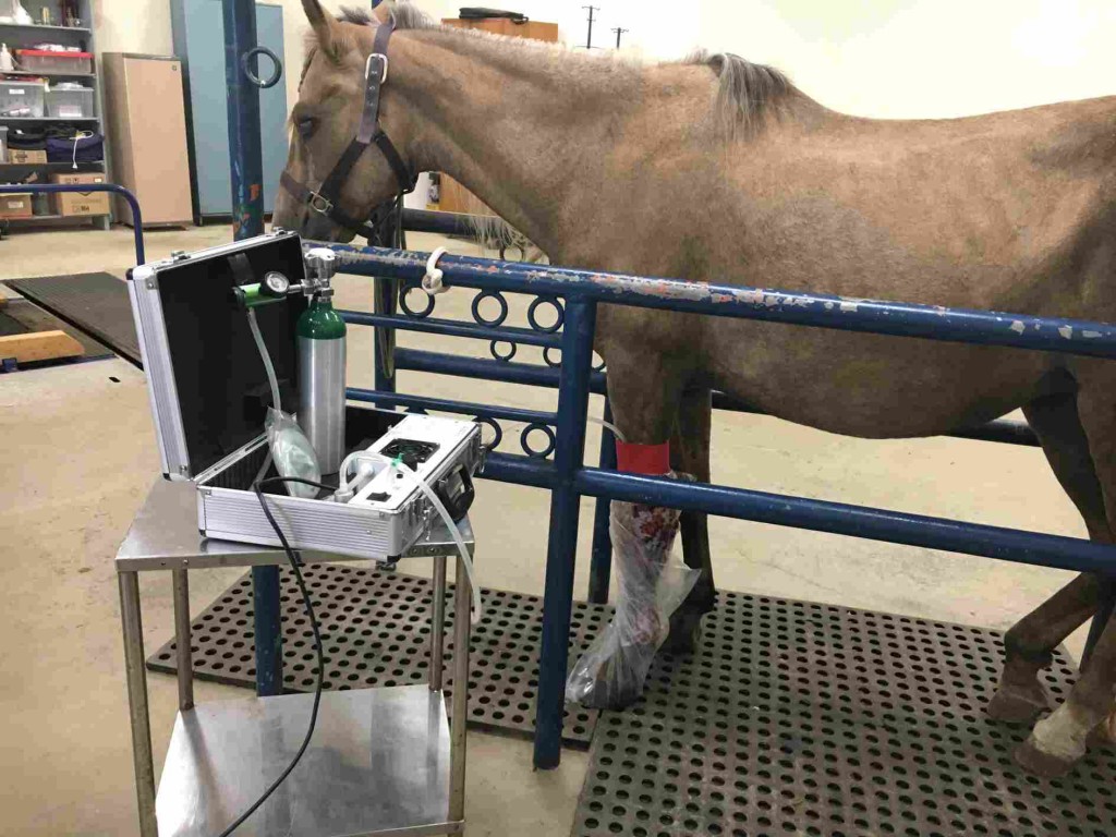 A boa notícia é que, a partir de agora, as terapias estão regulamentadas e os médicos-veterinários podem exercê-las como práticas clínicas para tratar animais. Foto: Jean Joaquim/ABO3Vet / divulgação.