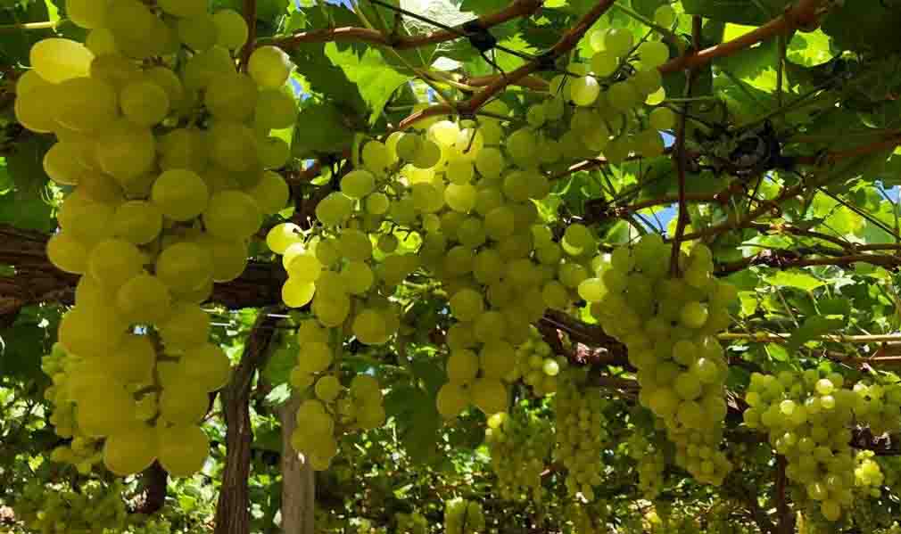 A variedade é resultante do cruzamento realizado em 2004 entre as cultivares internacionais Sugraone e Marroo Seedless, que fazem parte do Banco Ativo de Germoplasma da Embrapa Semiárido. Foto: Fernanda Birolo / Divulgação.