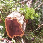 O pau-rosa - espécie comum da Amazônia, já em extinção – produz um óleo essencial usado por perfumistas e famosos do mundo todo