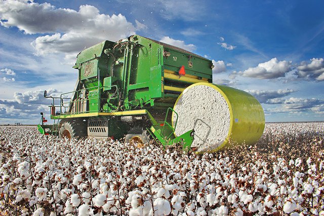 O Brasil conseguiu dobrar a sua produção de fibra nos últimos três anos sem precisar derrubar uma única árvore. Tem quase toda a sua produção com certificação de sustentabilidade, nacional e internacional. Foto: reprodução.
