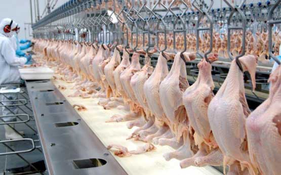 Com a retirada total das restrições, a ABPA espera que o nível das vendas para o mercado filipino retome patamares equivalentes ao registrado antes da suspensão. Foto: reprodução Internet