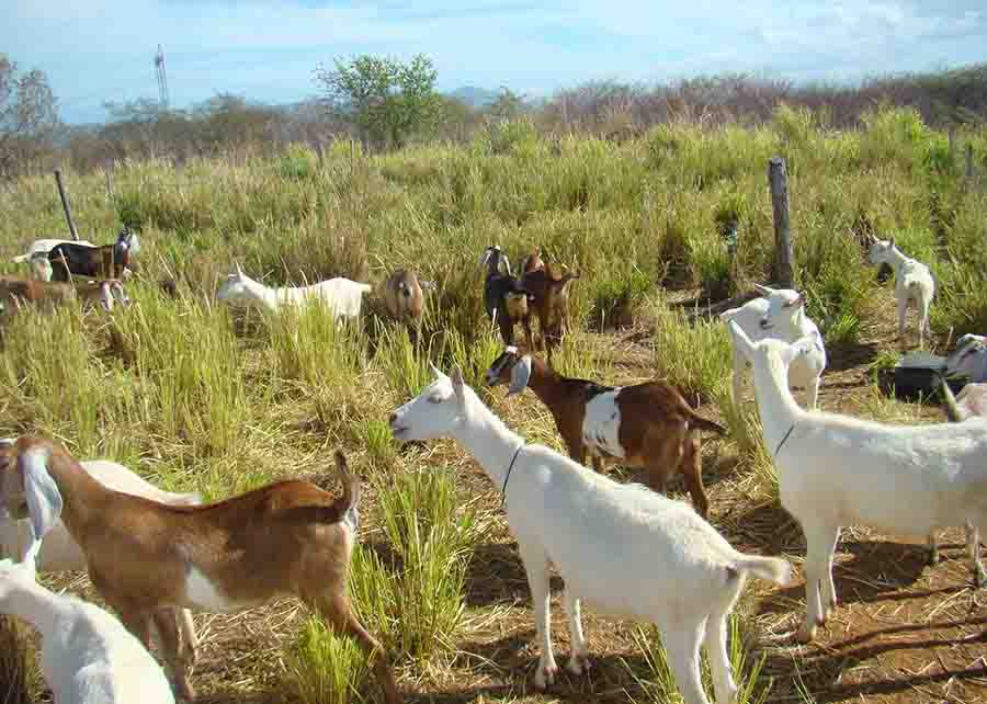 Estratégia de aplicação de adubo nematicida no solo combate parasitas fora do organismo dos animais e favorece pastagens. Foto: Luiz Gonzaga Pinto de Queiroz/ divulgação