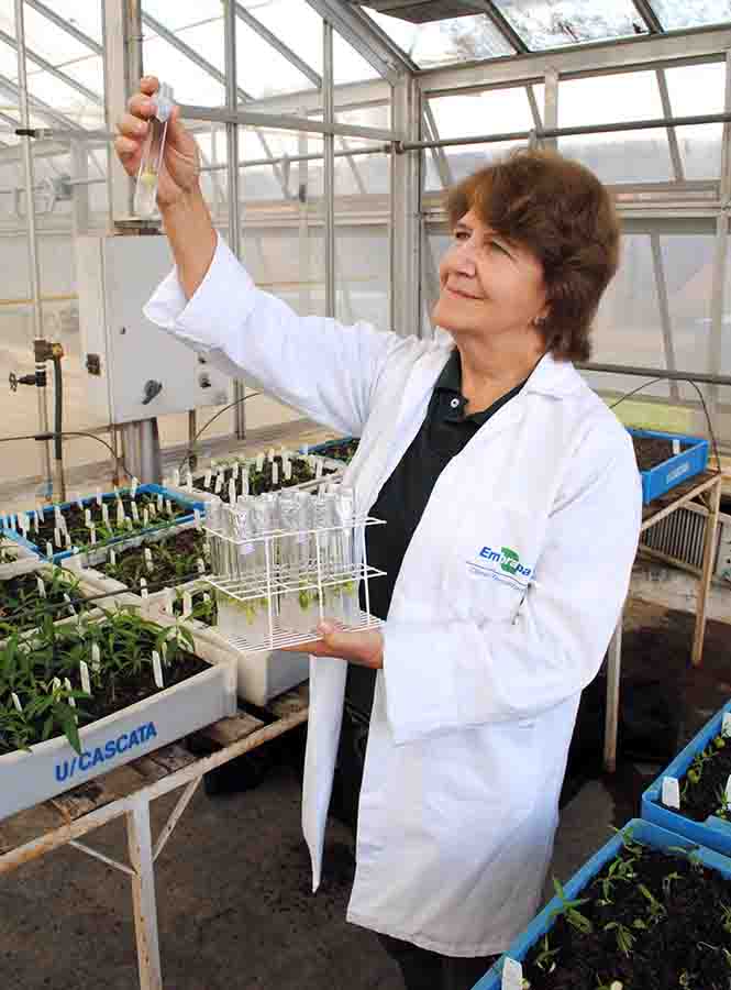 Segundo a pesquisadora Maria do Carmo (foto ao lado), 100% das cultivares utilizadas hoje pela indústria e mais de 80% das cultivares de pêssego de mesa foram desenvolvidas pela Empresa