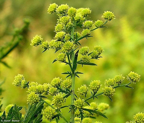 Cientistas norte-americanos provaram que extrato de Artemisia annua impede replicação do coronavírus Sars-Cov-2 em condições laboratoriais. Foto: reprodução / pesquisa Google