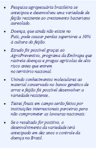 feijão embrapa