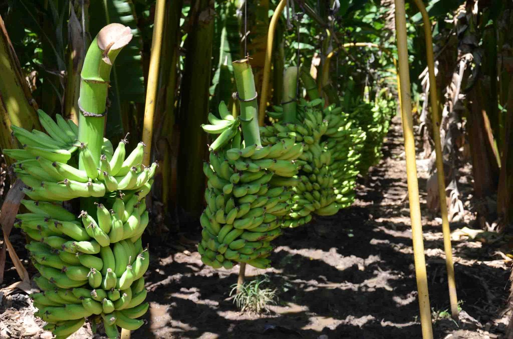 A produção de banana é a principal cultura com 91% da área cultivada, sendo os outros 9% ocupados com cultivos diversos como de outras frutas. Os sistemas de irrigação utilizados são a microaspersão e a aspersão Foto: Codevasf / divulgação