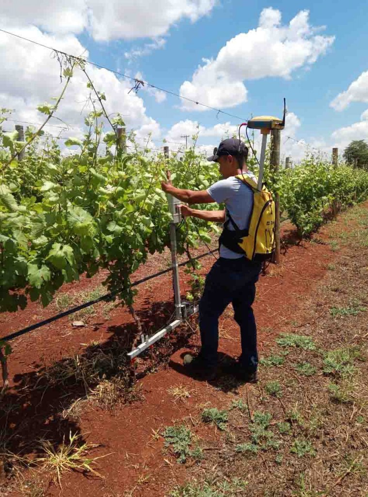 Parceria com a Epamig vai complementar projetos de agricultura de precisão para a produção de vinhos, como o que é realizado em Ribeirão Preto. Foto: Luis Bassoi / divulgação