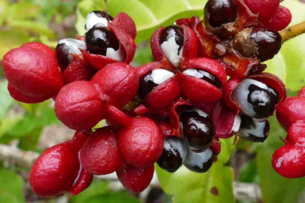 Guaraná: Brasil tem a primeira indicação geográfica concedida a um território indígena. Andirá-Marau se divide entre Amazonas e Pará. Foto: Arq. CNI / divulgação.
