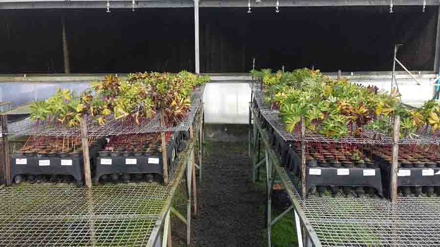 210309_GemasFoliares_Experimentos