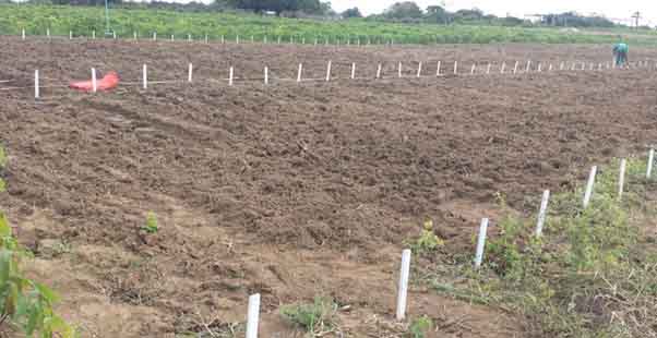 Campo da Embrapa com mandiocas obtidas com gemas foliares – Foto: Reizaluamar de Jesus Neves/ divulgação