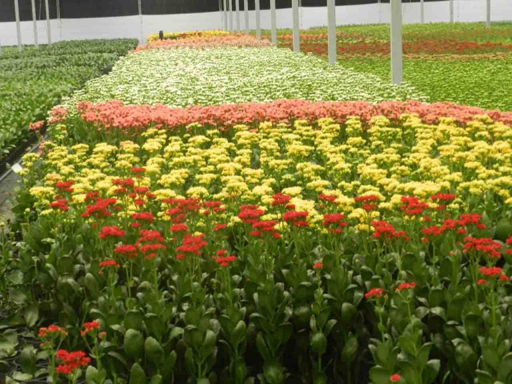 Flores são classificadas pelo Comitê de Crise Covid-19, do Ministério da Agricultura, Pecuária e Abastecimento (MAPA) como produtos agropecuários e, portanto, os estabelecimentos que as comercializam são considerados como de “atividades essenciais”. Foto: Divulgação.