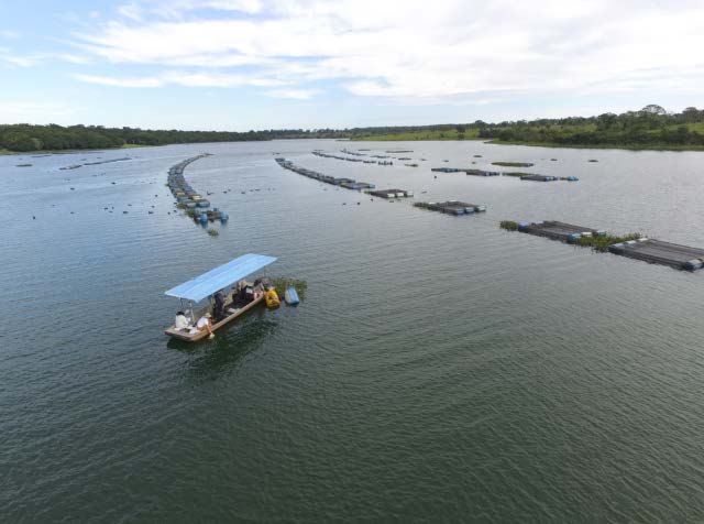 Estas formulações, além de viáveis e eficazes, são uma opção que possibilita a redução das quantidades dos agentes ativos e a melhoria da estabilidade dos compostos naturais utilizados. Foto: divulgação.