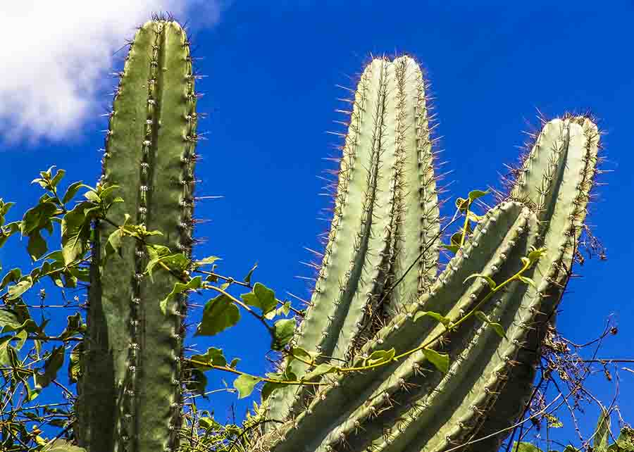 Mandacaru northeastern cactus thorns in Brazil