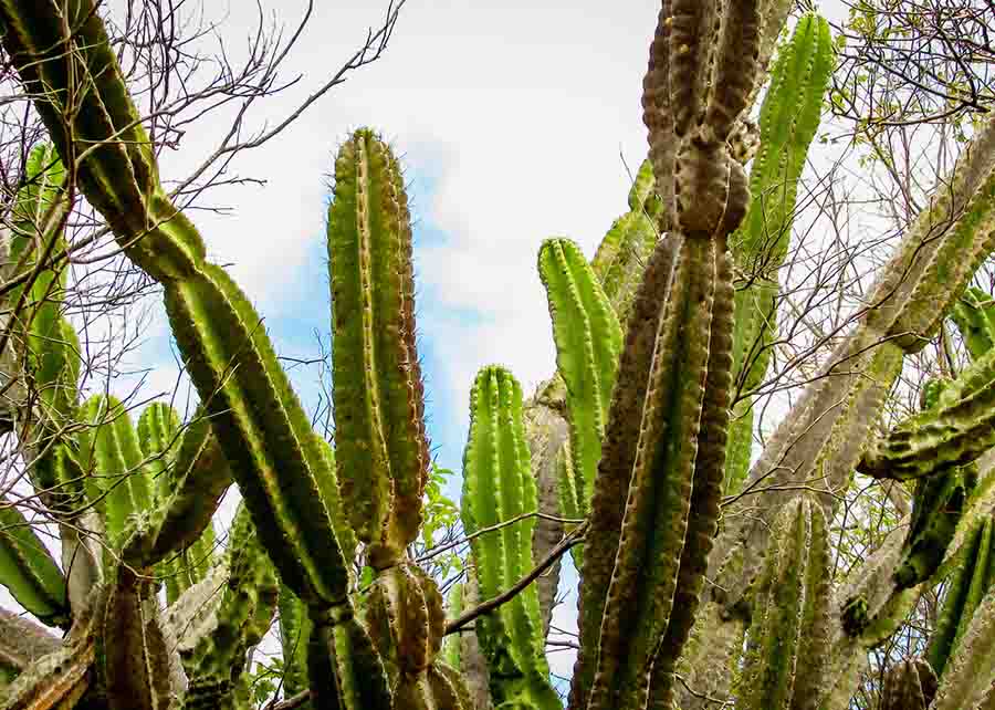 traditionally Brazilian cacti, mandacaru, common cacti of the caatinga biome, and serves as food for people and animals, and ornamentation and besides producing flowers and fruits