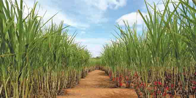 Centro de Tecnologia Canavieira já desenvolveu seis variedades GM que combatem à broca, trazendo ganhos de produtividade e sustentabilidade. Foto: Cana-Produtiva /www.canalbioenergia.com.br