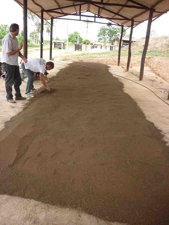 abacaxi 3