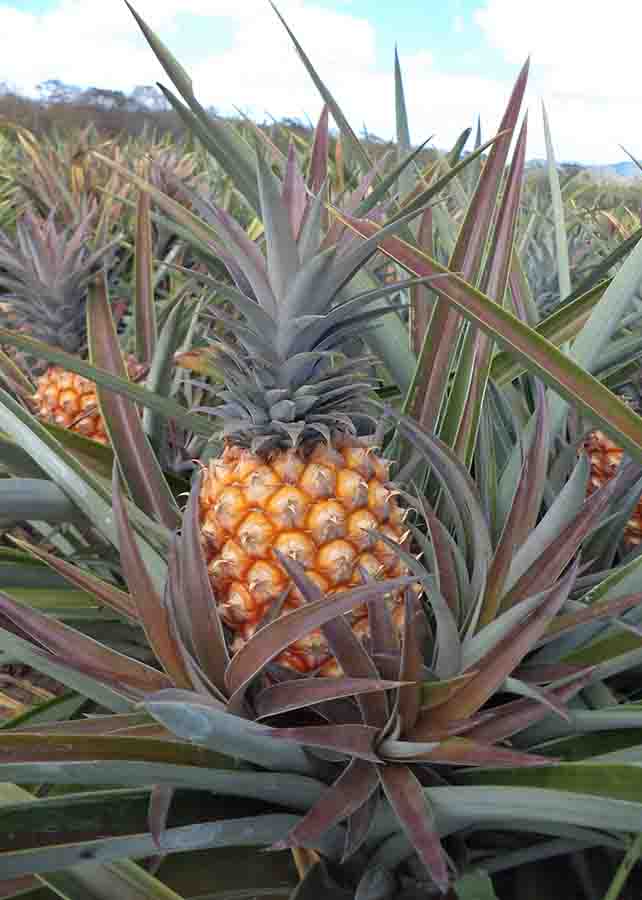 utro aspecto positivo observado no cultivo orgânico é a quantidade de frutos classificados como de melhor qualidade