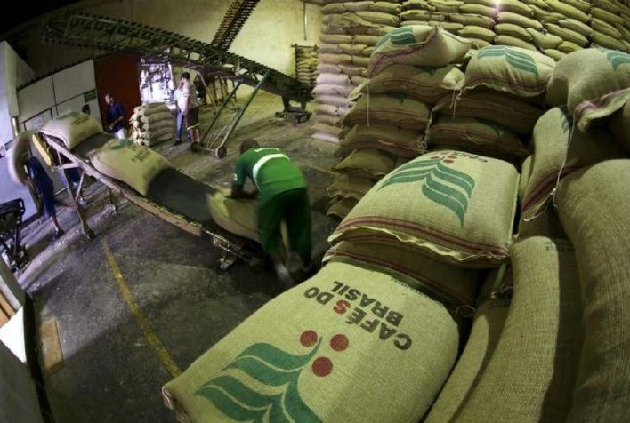 Cafés da espécie arábica participaram das exportações com 64%, e robusta com 36% % no período de outubro de 2020 a março de 2021. Foto: reprodução /Portaldoagronegocio.