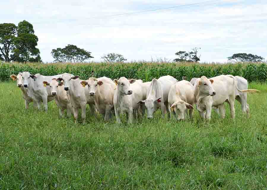 A melhor estratégia para o produtor, no combate à tuberculose bovina, é monitorar seu rebanho periodicamente - Photo Lilian