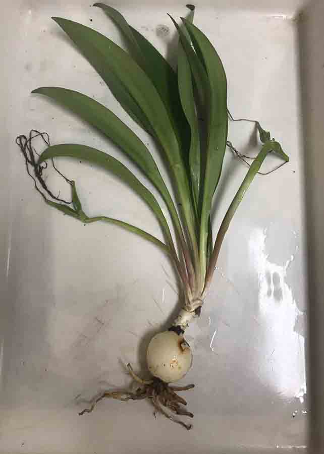 A descoberta de alcaloides bioativos pode direcionar a açucena para possíveis aplicações farmacêuticas, agregando valor à planta. Foto: Kirley / divulgação.