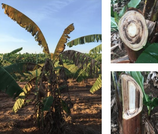 Neste projeto também estão sendo investigadas alternativas de manejo da doença orientadas à saúde da planta via saúde do solo, bem como à redução de fatores de predisposição, como a presença do moleque-da-bananeira. Foto: divulgação