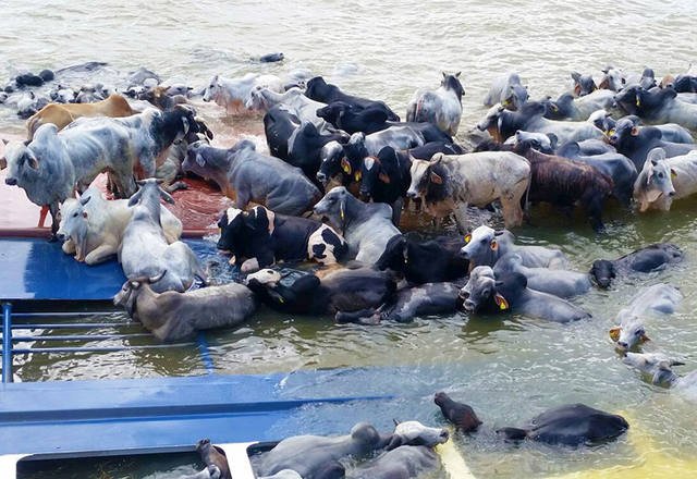 Pelo menos quatro incidentes graves foram relacionados à exportação de bois vivos no Brasil. Dois deles aconteceram com navios que transportam os animais. Foto: reprodução / https://www.canalrural.com.br