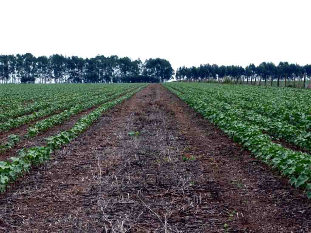 A cotonicultura brasileira evolui a cada ano, e a tradição permite esse acúmulo de conhecimento que nasce da observação da natureza e se soma às tecnologias que surgem em ritmo acelerado. Foto: reprodução / Abapa