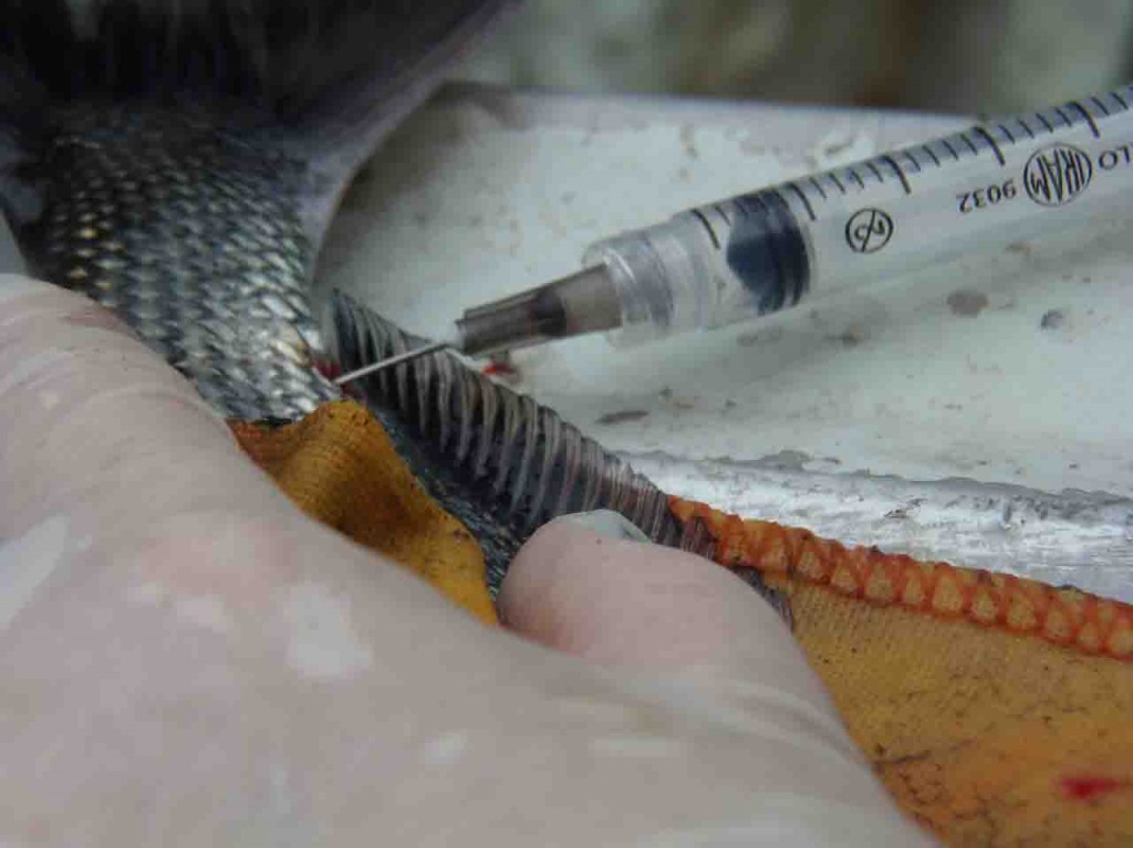 Nas práticas rotineiras na piscicultura, o manejo inevitavelmente provoca estresse quando em intensidade e duração excessiva, o que pode comprometer a produção aquícola. Foto: divulgação.