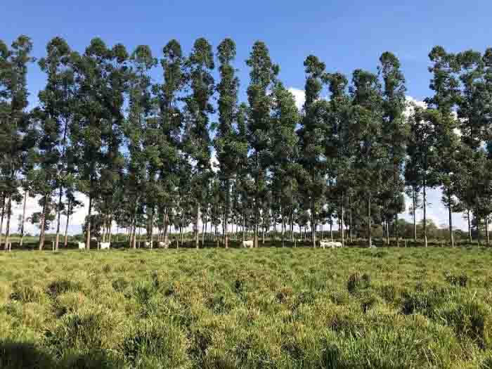 O projeto atuará nos estados de Goiás, Mato Grosso, Mato Grosso do Sul e Minas Gerais, em municípios que possuem um percentual significativo de pastagens degradadas, elevadas taxas de desmatamento e aptidão para introdução de sistemas integrados de produção. Foto: divulgação.