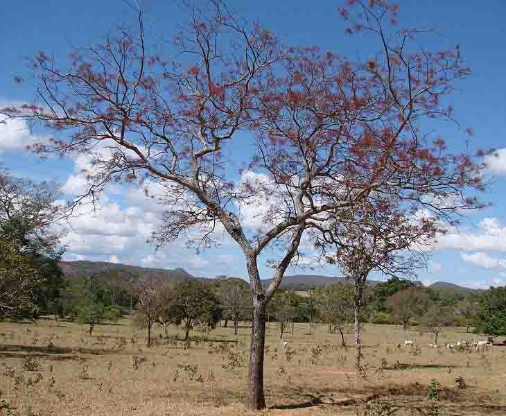 As propriedades das plantas medicinais são estudadas com rigor em suas pesquisas e compartilhadas com os alunos em sala de aula. Foto: Shimba da Mata / reprodução