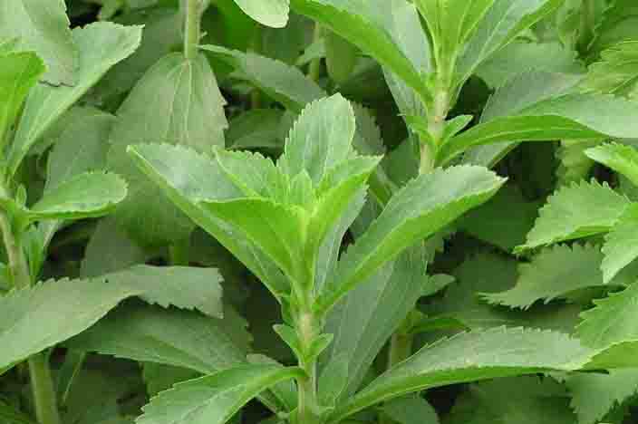 A estévia (Nome científico: Stevia rebaudiana), já utilizam pelos índios guaranis há muito, que a utilizam para adoçar remédios. A planata com capacidade de adoçar 300 vezes mais que o açúcar. Foto: reprodução / pesquisa Google