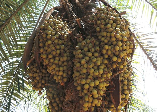 A macaúba é uma palmeira nativa da região do Cerrado que produz óleos vegetais. Foto: Embrapa / reprodução