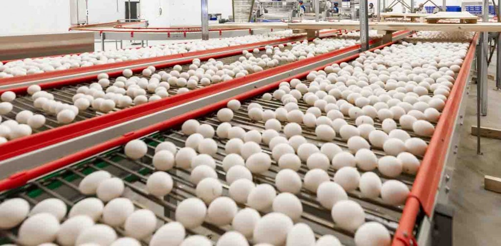 As vendas do semestre geraram US$ 8,024 milhões, número 152,9% superior ao realizado nos seis primeiros meses de 2020, com US$ 3,173 milhões. Foto: Abpa divulgação