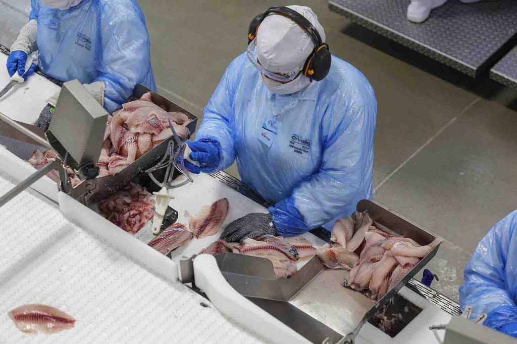 Um dos peixes mais exportado é o filé detilápia congelado, registrando uma alta de 305% no semestre, atingindo US$ 395 mil. Foto: Cooperativa C Vale - Industria de Aves e Tilapia - Foto: Jonathan Campos / AEN