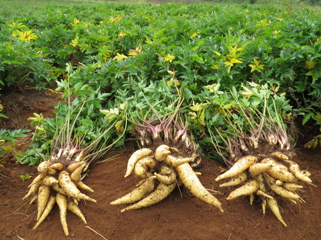 Cultivar de mandioquinha-salsa BRS Catarina - Photo MADEIRA, Nuno - EMBRAPA