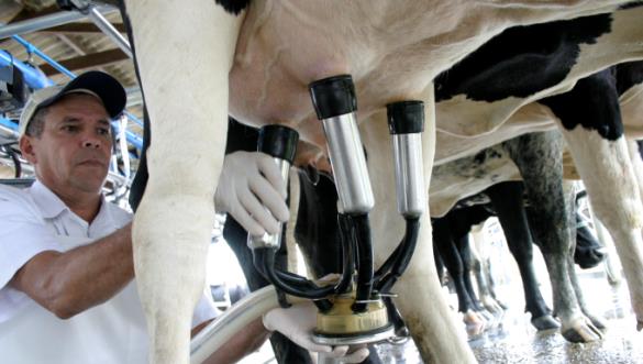 A alta nos preços dos adubos fez com que o grupo Produção e compra de volumosos apresentasse a maior inflação, variando 6,07%. Foto: Embrapa Gado de Leite.