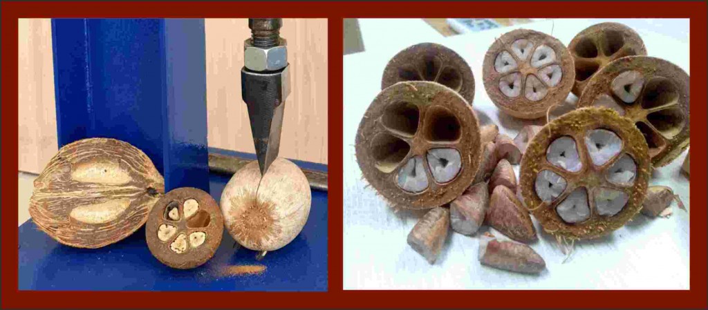 Embrapa_Cocais_Ferramenta_Individual_Quebra_Coco_2019_11_05_Frutos_Quebrados 5