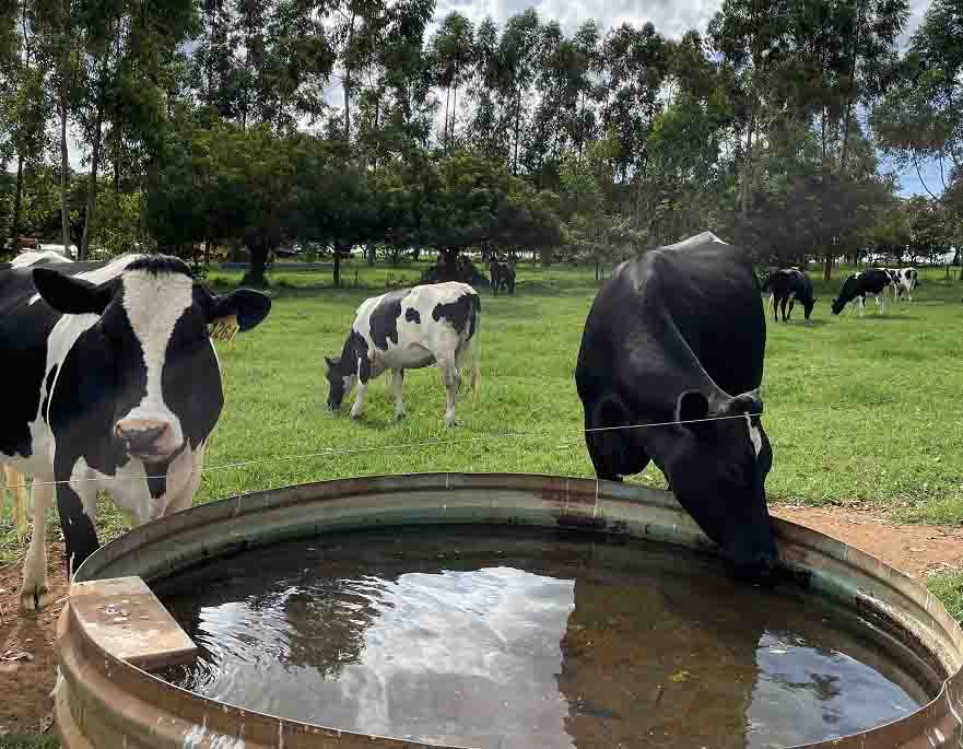 Manejo hídrico dos sistemas de produção animal é o primeiro passo para promover a eficiência do uso da água. Foto: Gisele Rosso / divulgação