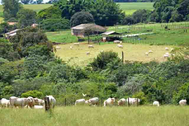 Integração lavoura, pecuária e floresta (iLPF). - Foto: ALVES, Lilian 