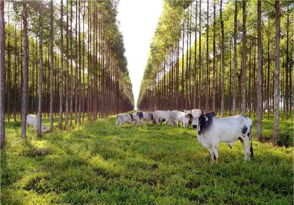 integracao-lavoura-pecuaria-floresta-. Foto Divulgação