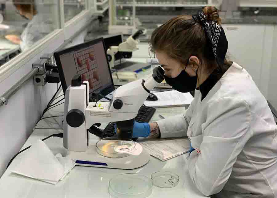 Procedimento de verificação da qualidade de sementes. Foto ilustrativa - Photo Qualidade Isla Sementes