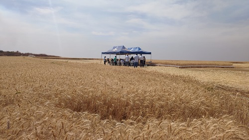 O cultivo do Trigo Irrigado no Cerrado foi tema do Dia de Campo realizado na terça-feira (14), na fazenda Alvorada (PAD-DF), em formato presencial. Foto: Juliana Caldas / divulgação