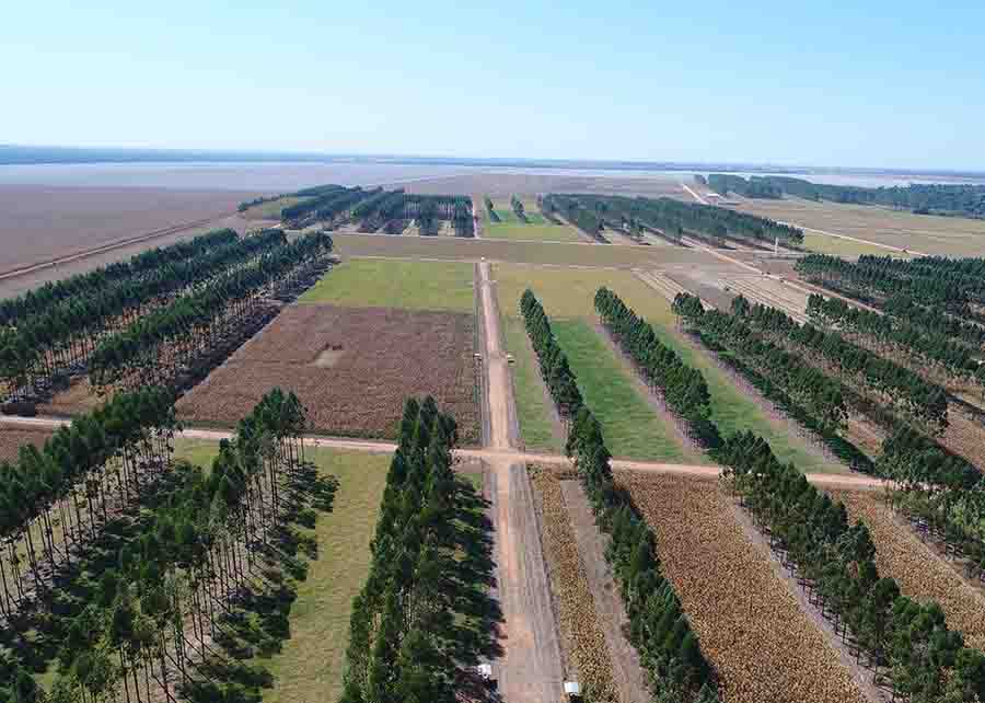 Pesquisa realizada em Sinop (MT mostra perdas de solo, água e nutrientes devido à erosão menores em sistemas de integração lavoura-pecuária-floresta (ILPF). Foto: Divulgação
