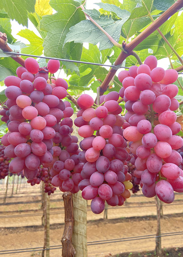  BRS Melodia, desenvolvida originalmente para regiões de clima temperado, foi validada também para o Vale do São Francisco. Foto: Juliana Leite / divulgação