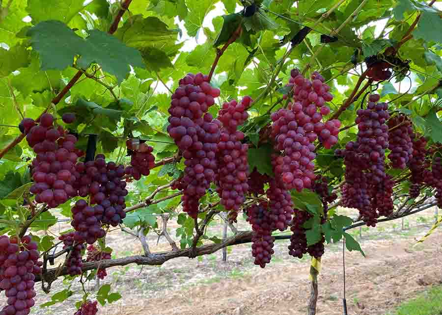 Detalhes dos cachos da BRS Melodia - Photo Clarice Rocha